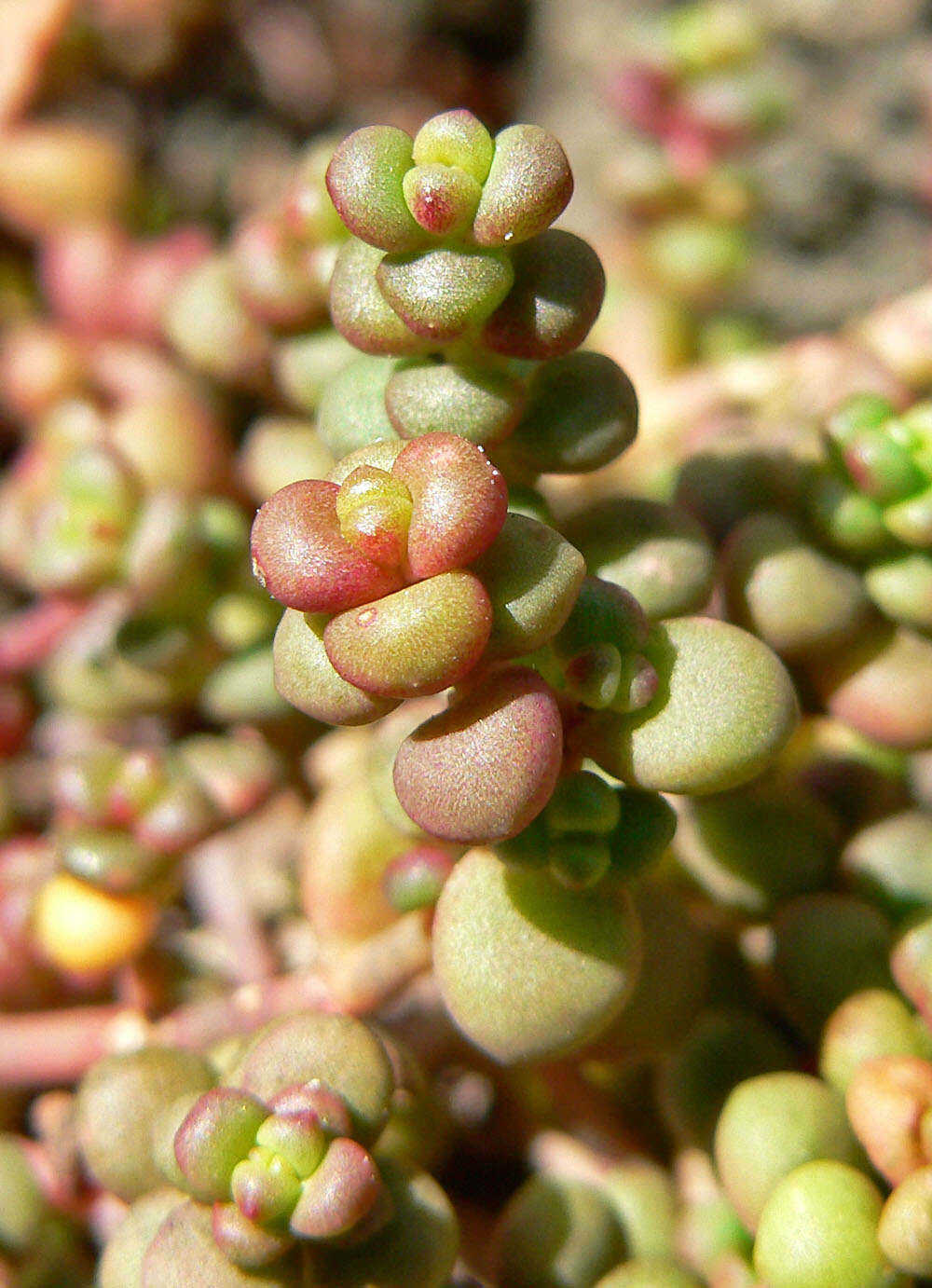 Image of Pacific stonecrop