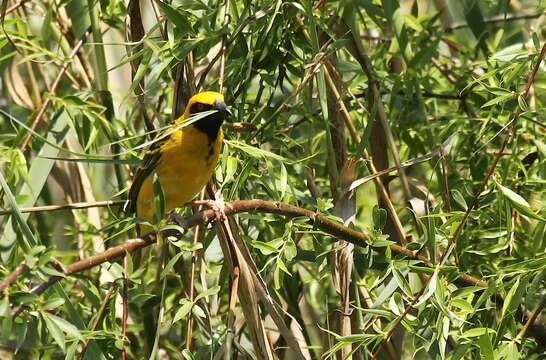 Image of Village Weaver