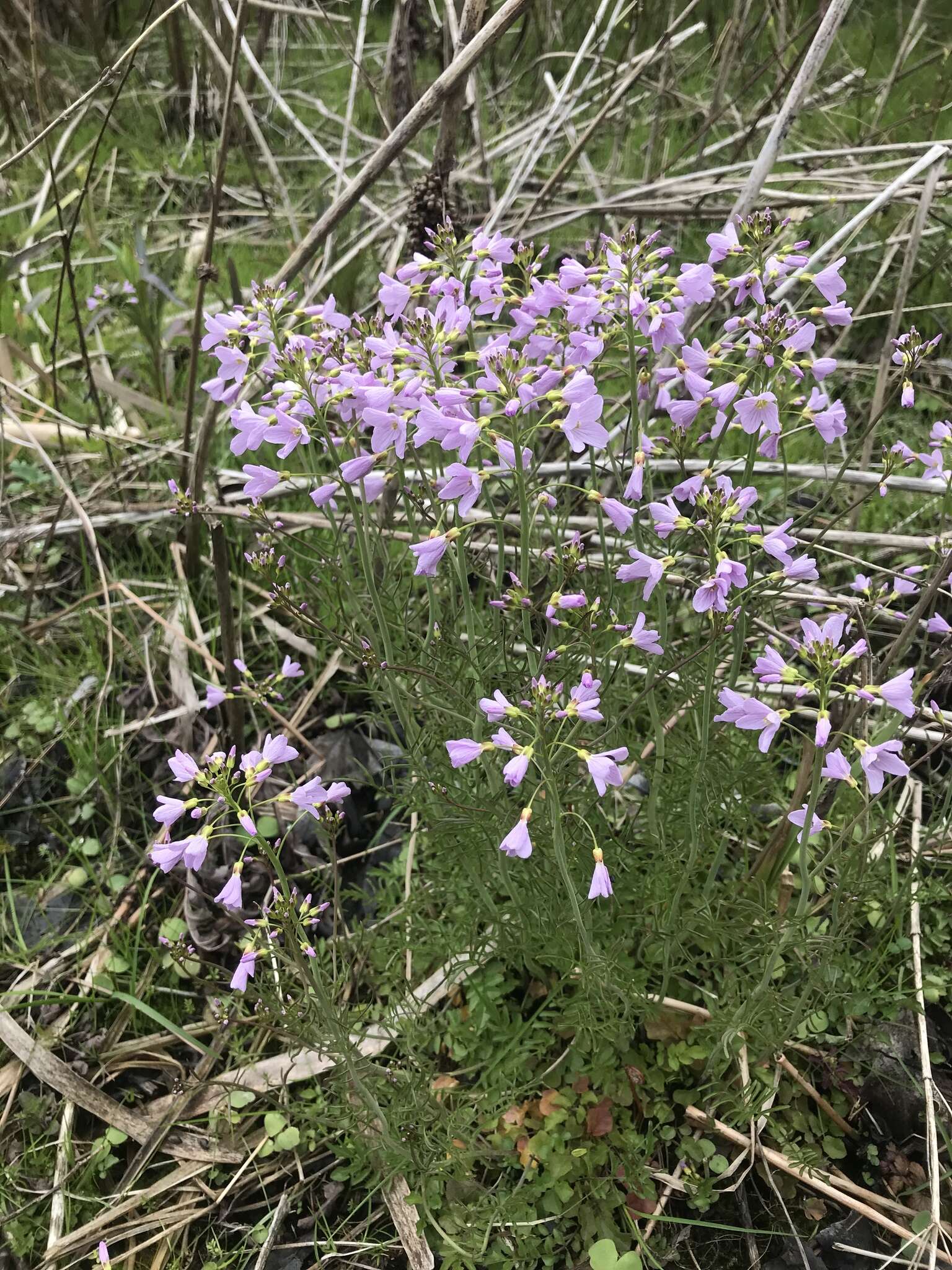 Image of cuckoo flower