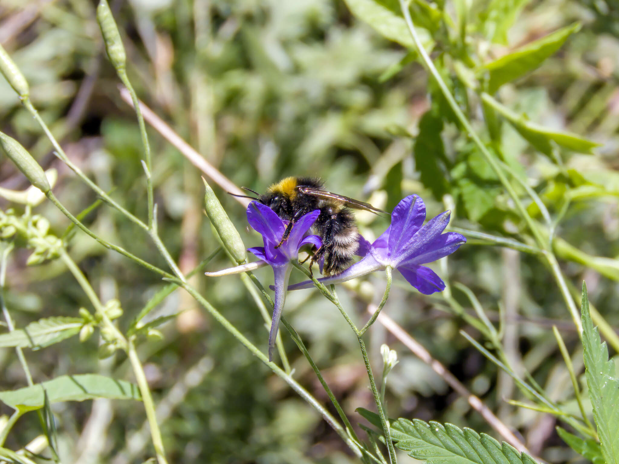 Image of Bombus sylvestris (Lepeletier 1832)