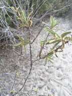 Image of Solanum heinianum W. G. D' Arcy & R. C. Keating