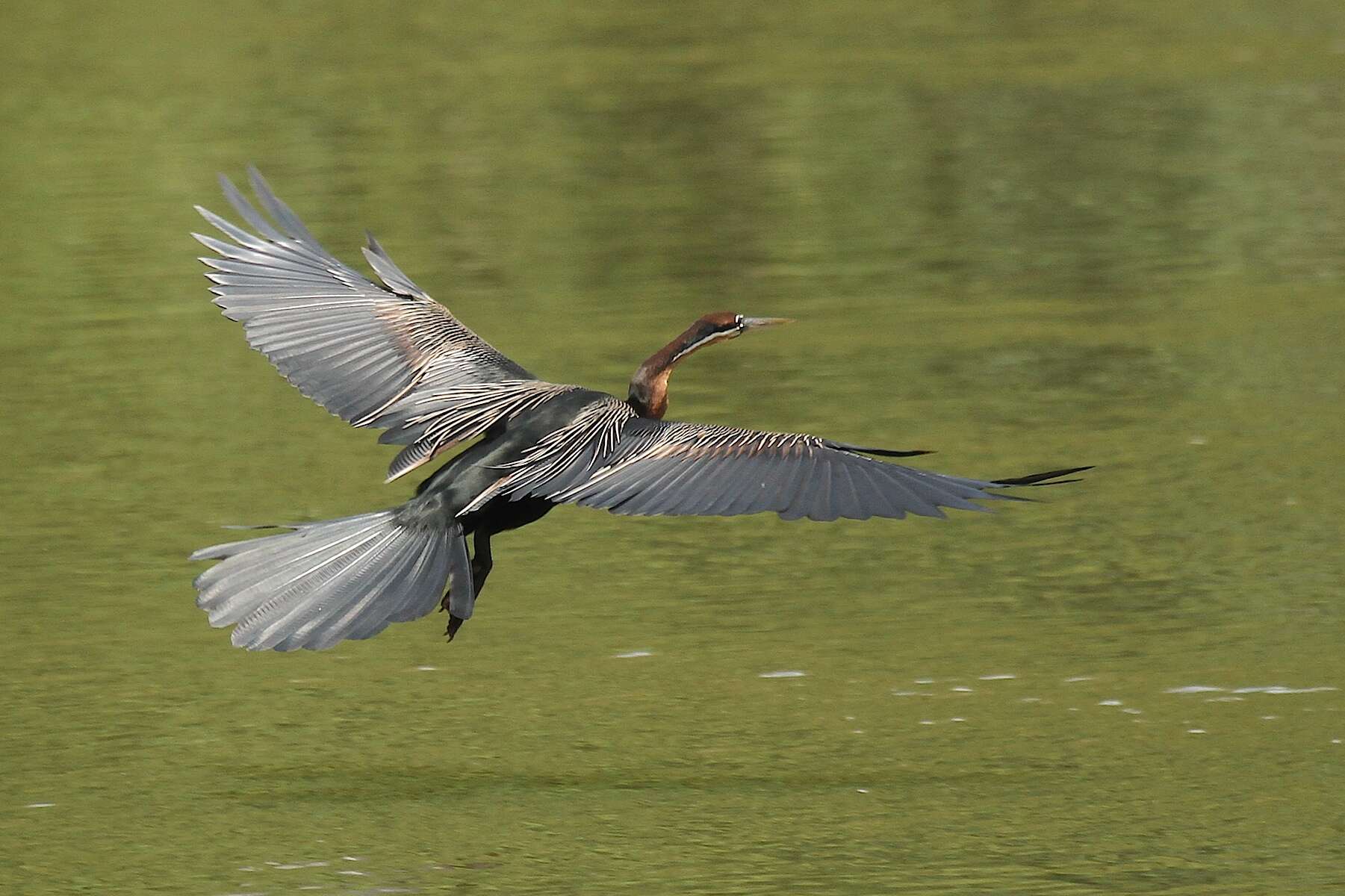 Image de Anhingidae