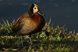 Image of White-faced Whistling Duck