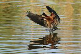 Image of White-faced Whistling Duck