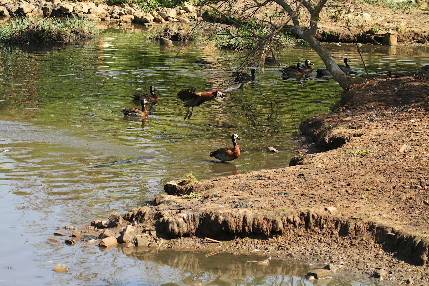 Image of White-faced Whistling Duck