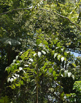 Image de Polyscias australiana (F. Muell.) Philipson