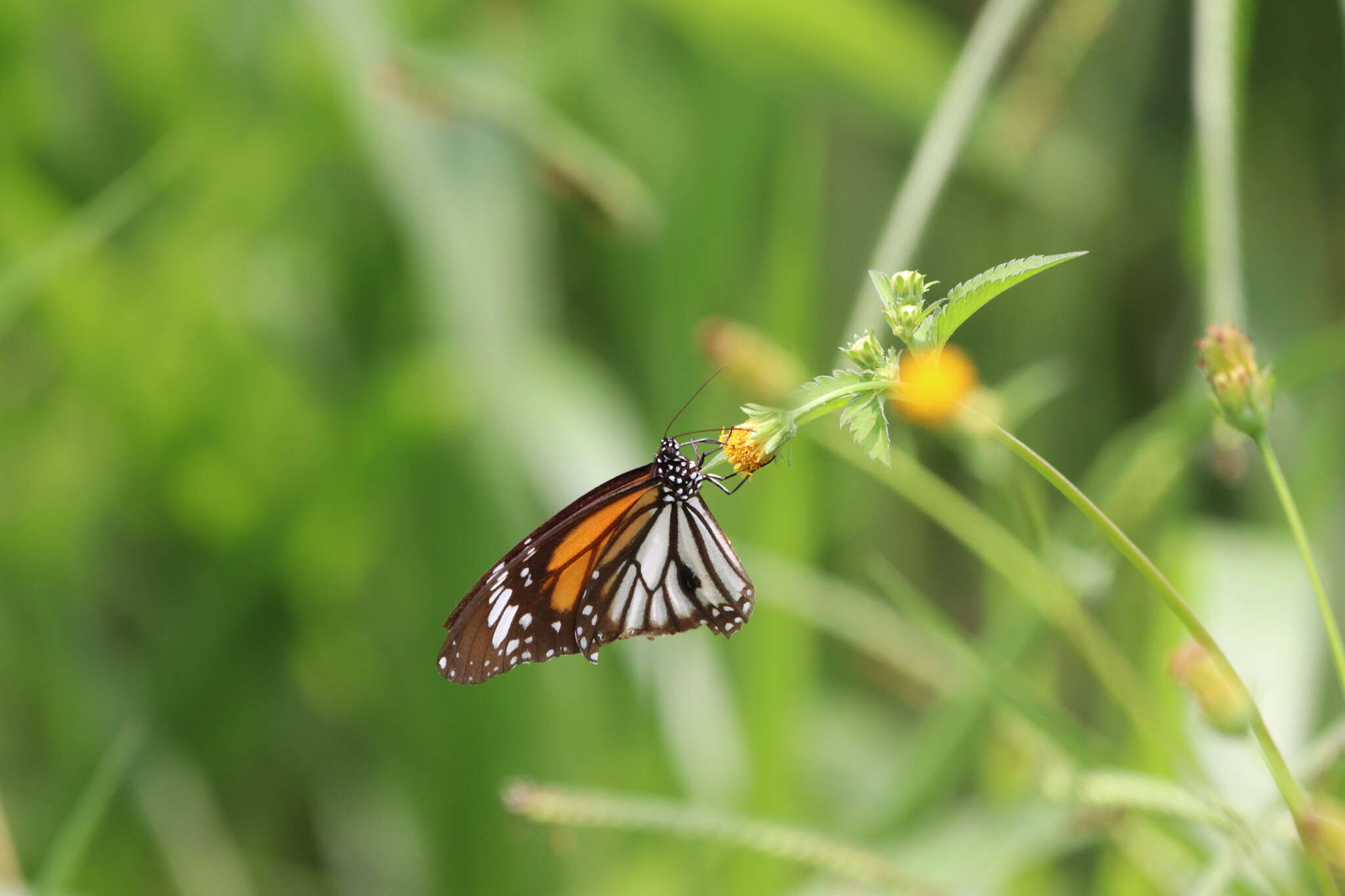 Image de Danaus (Anosia) melanippus Cramer 1777