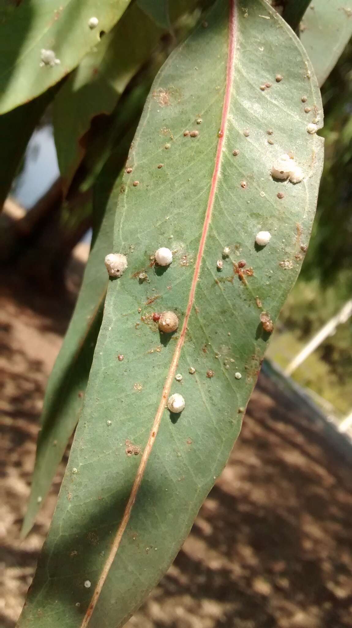 Image of Red gum lerp psyllid