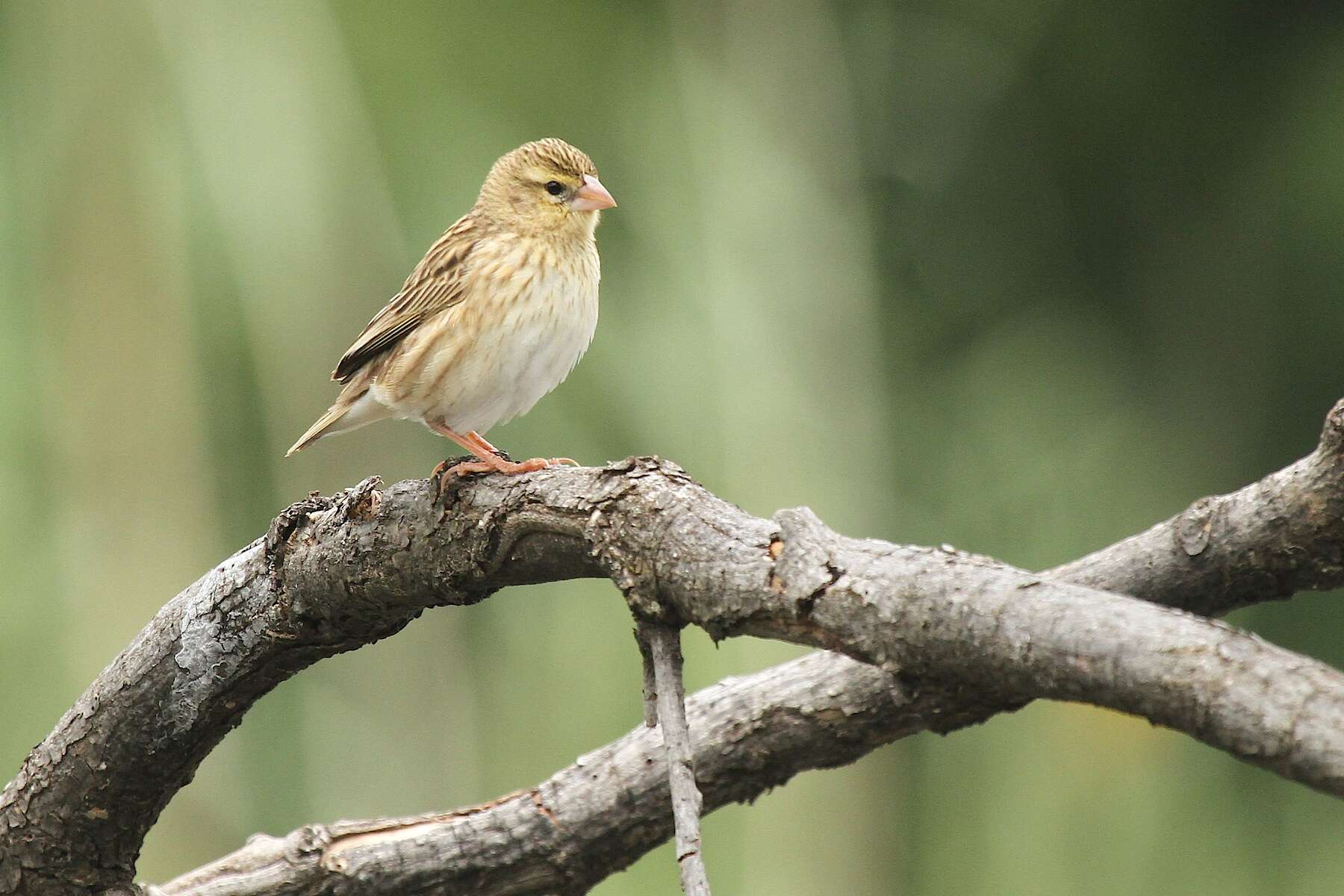 Image of Red Bishop