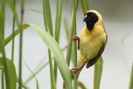 Image of African Masked Weaver