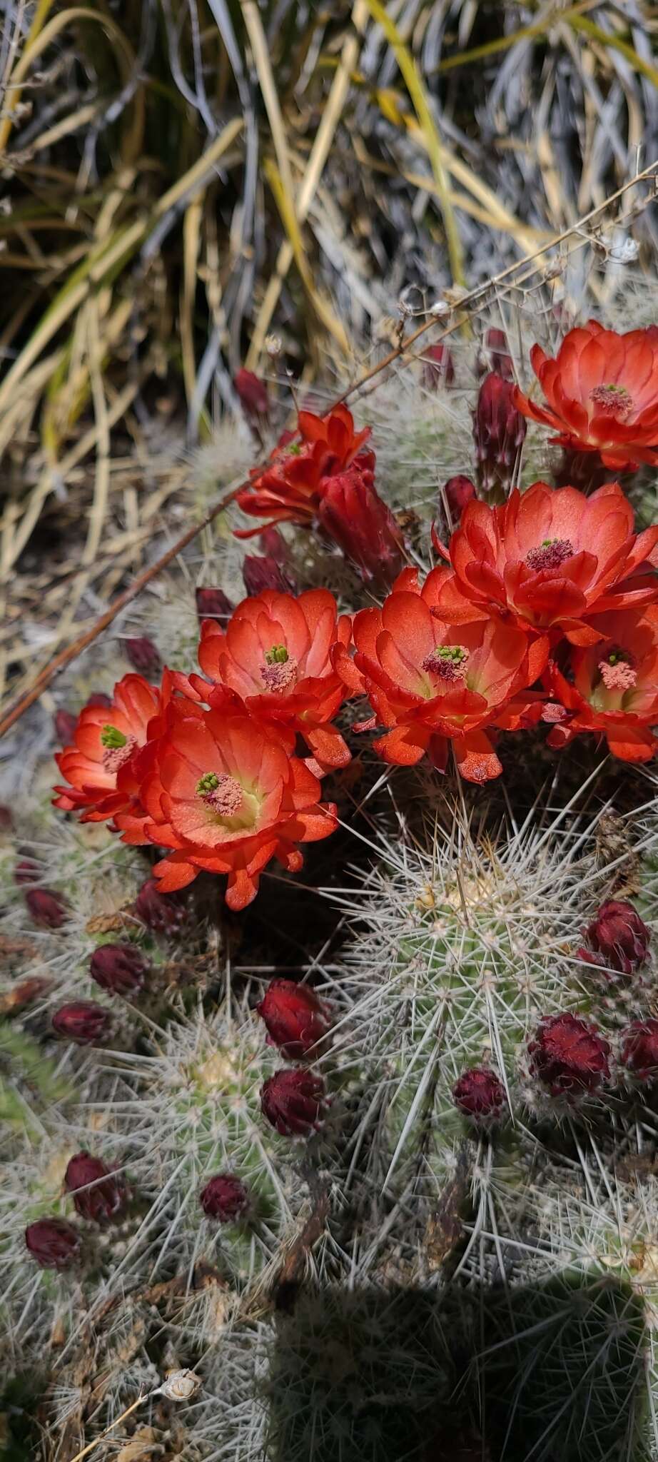 Image of Echinocereus pacificus subsp. mombergerianus