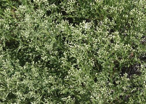 Image of Arizona baccharis