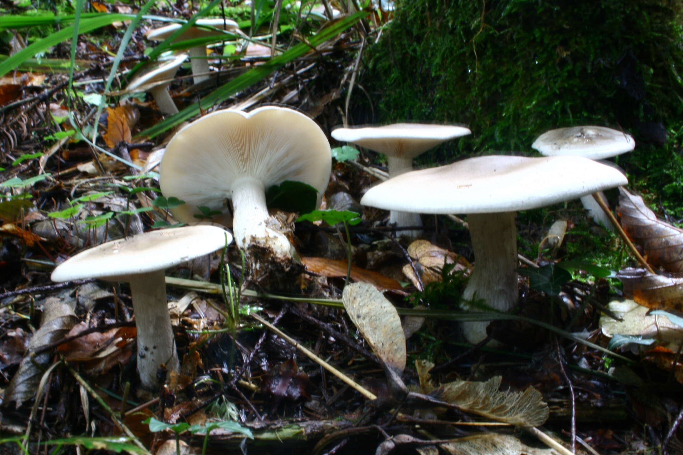 Image of Clitocybe nebularis (Batsch) P. Kumm. 1871