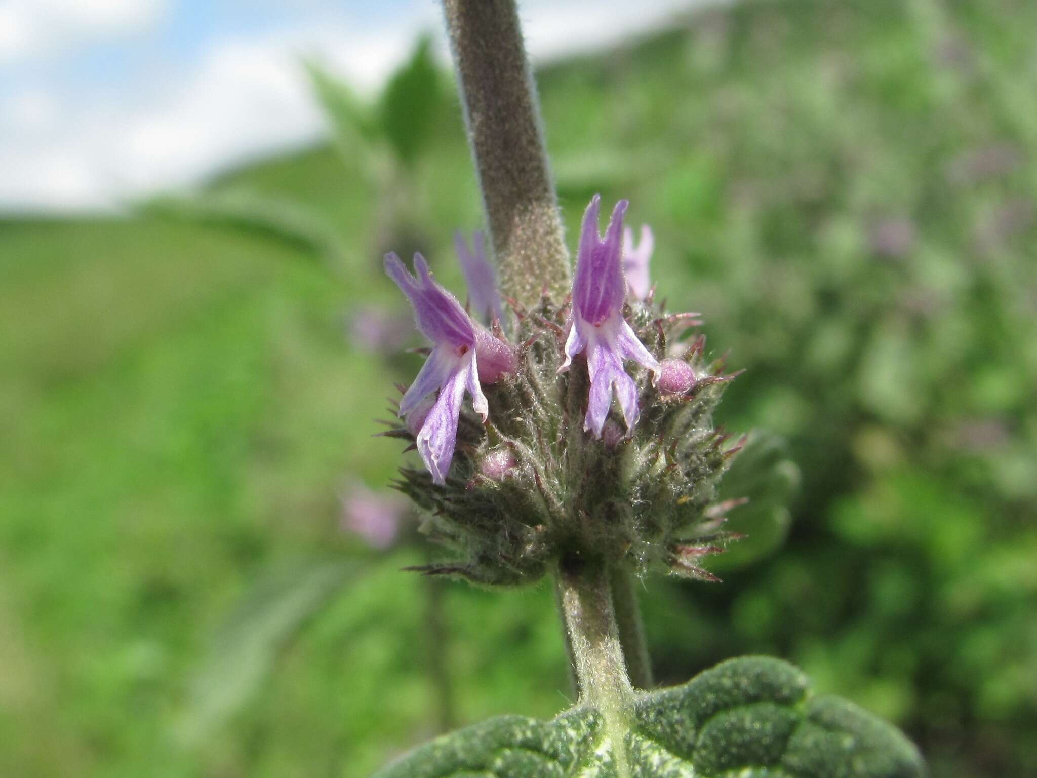 Marrubium leonuroides Desr.的圖片