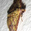 Image of Cerynea thermesialis Walker 1865