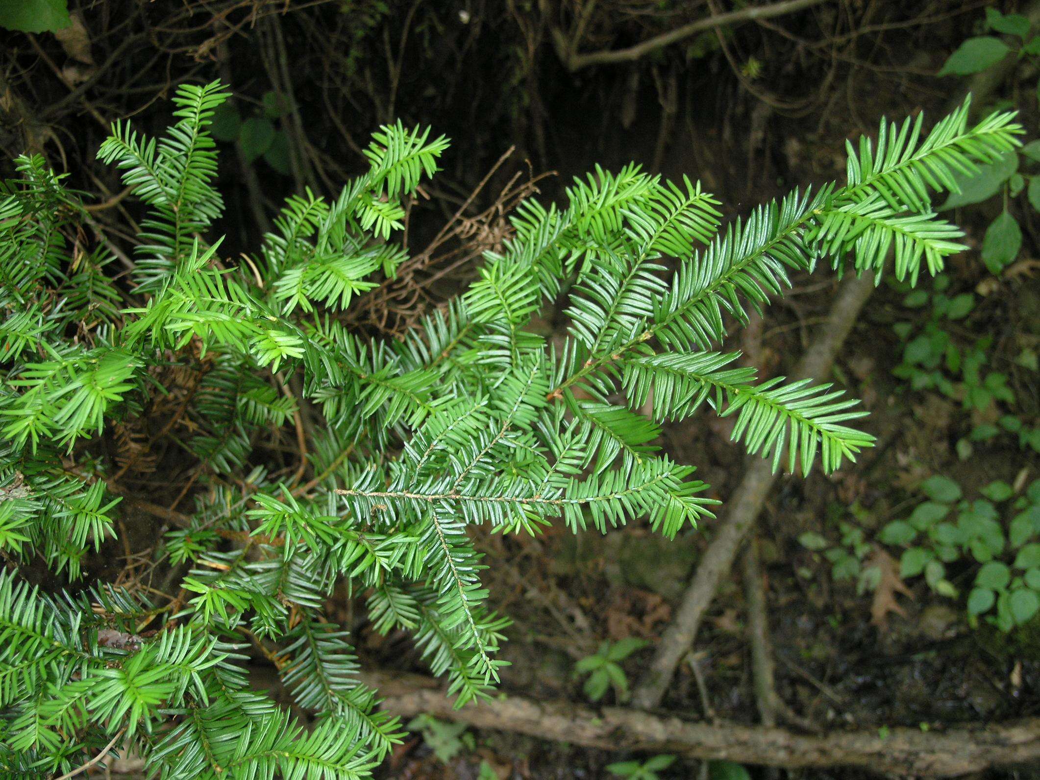 Image of eastern hemlock