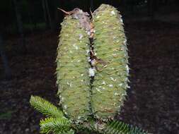 Image of Silver Fir