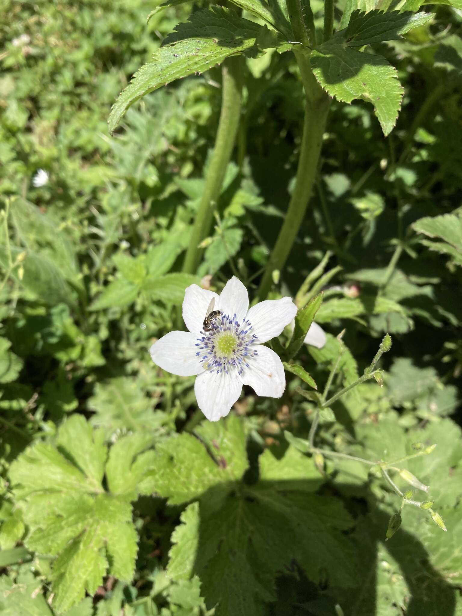 Image of Himalayan windflower