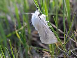 Image of Vestal Tiger Moth