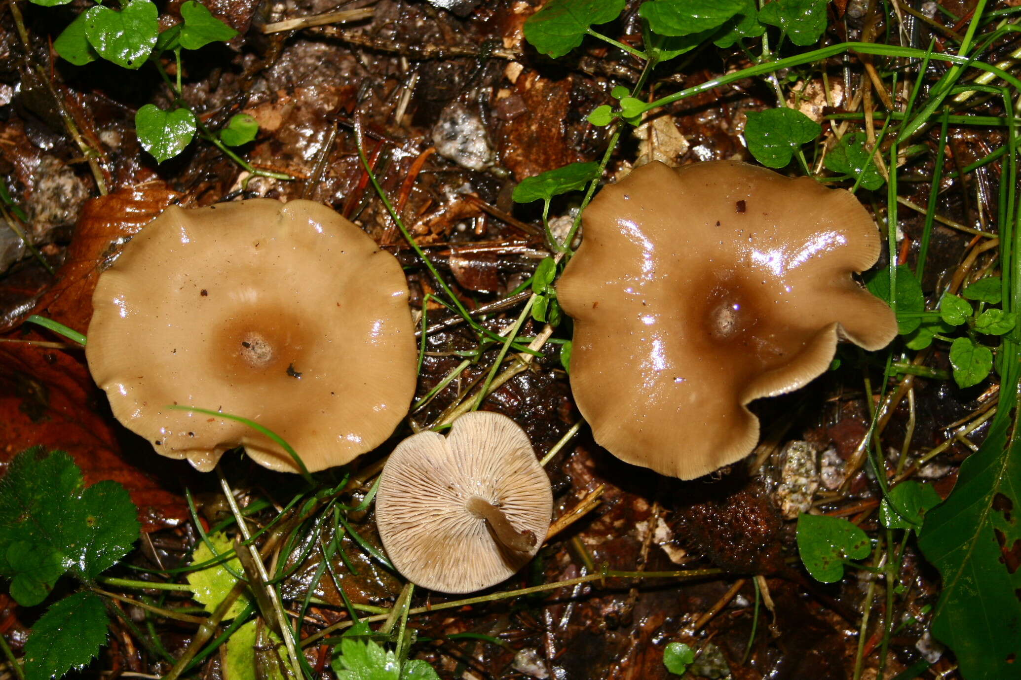 Image of Clitocybe