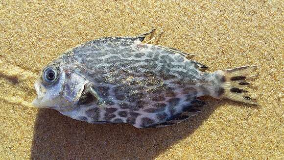 Image of Pelagic butterfish