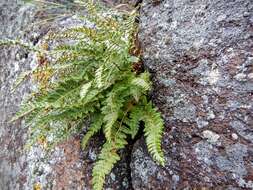 Image of rusty woodsia