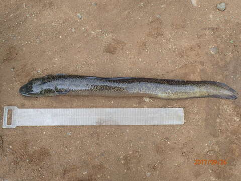 Image of Giant Long-finned Eel