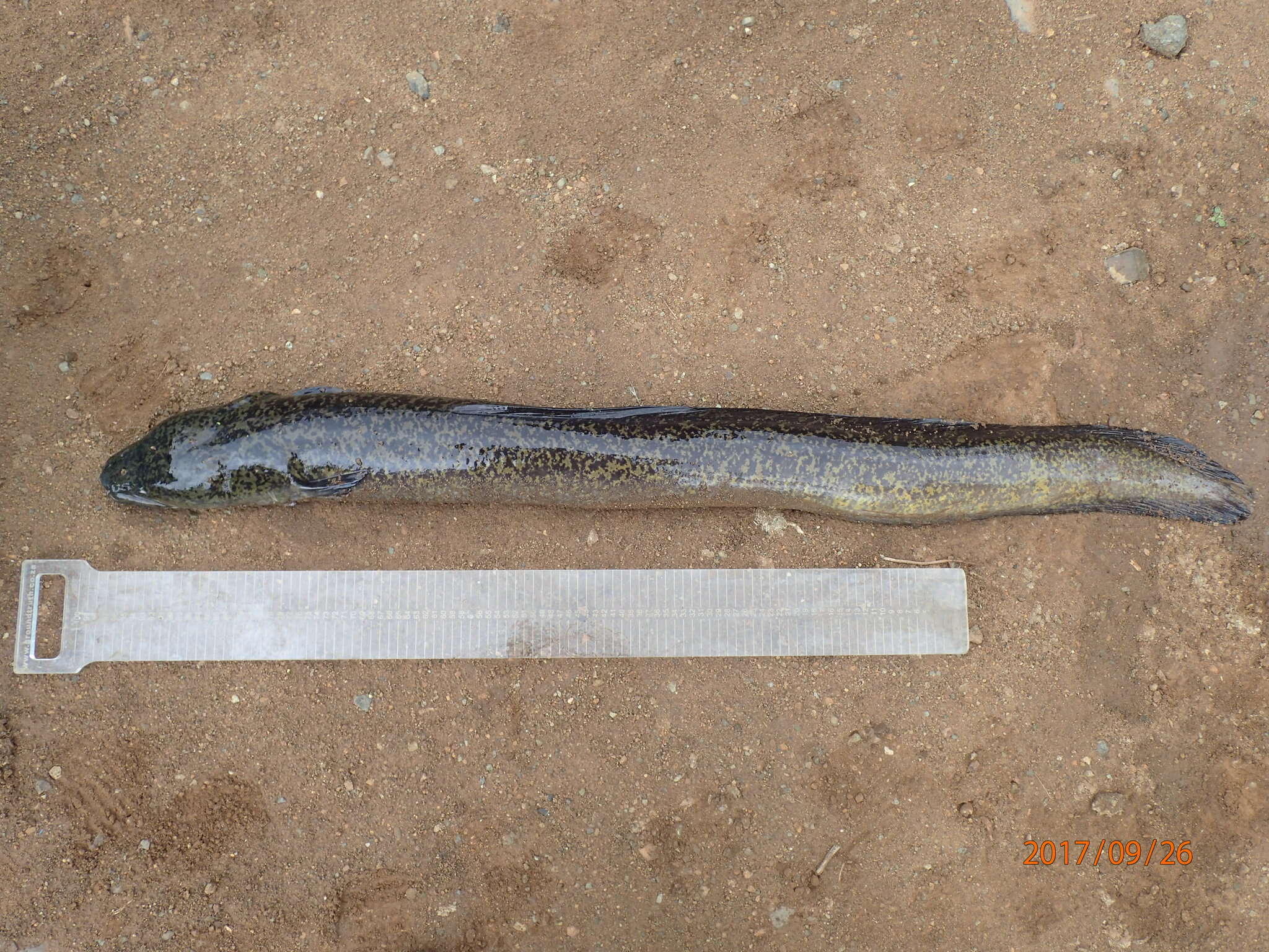 Image of Giant Long-finned Eel