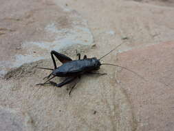 Image of Texas Field Cricket