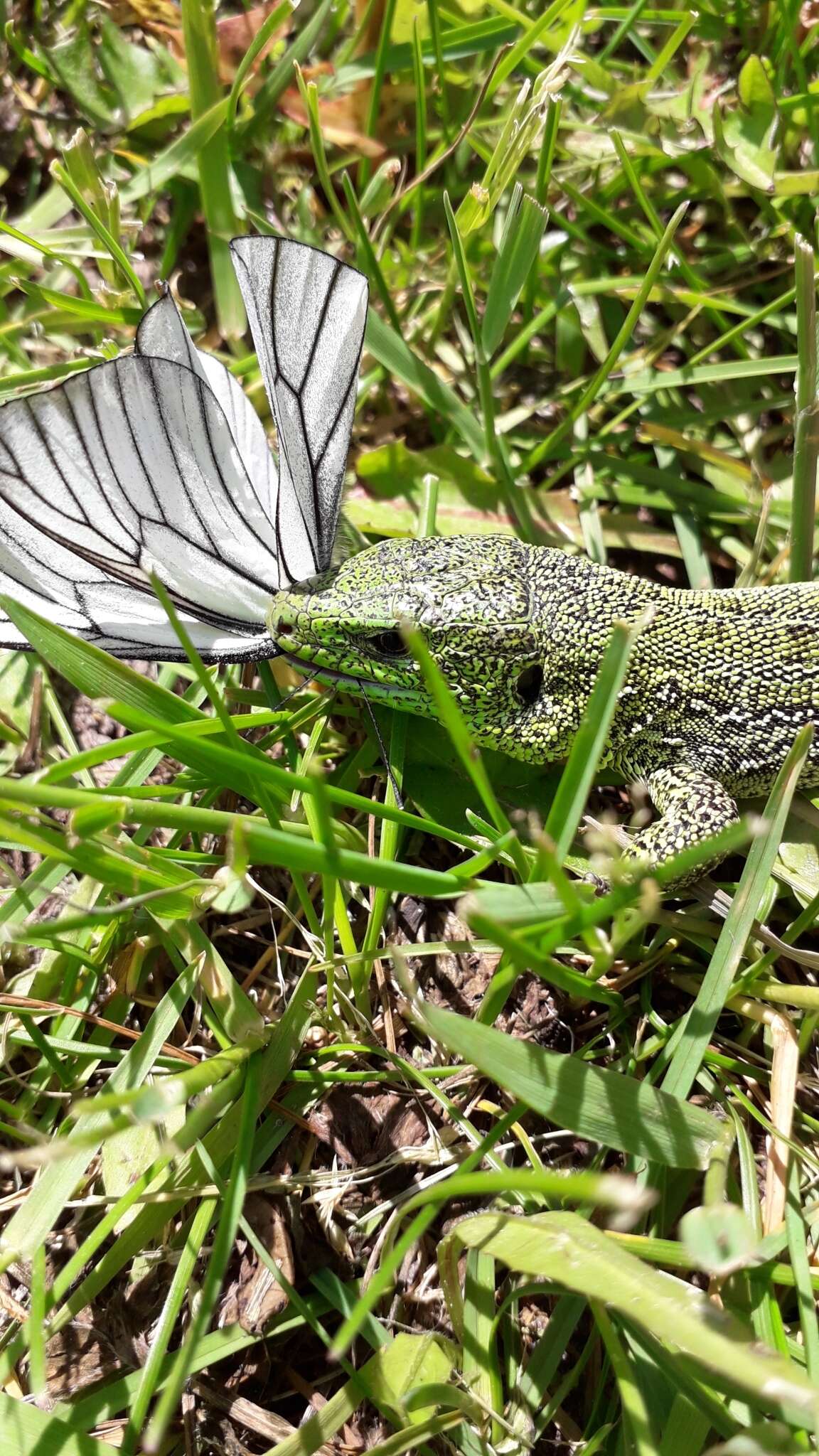 Image of Lacerta agilis exigua Eichwald 1831