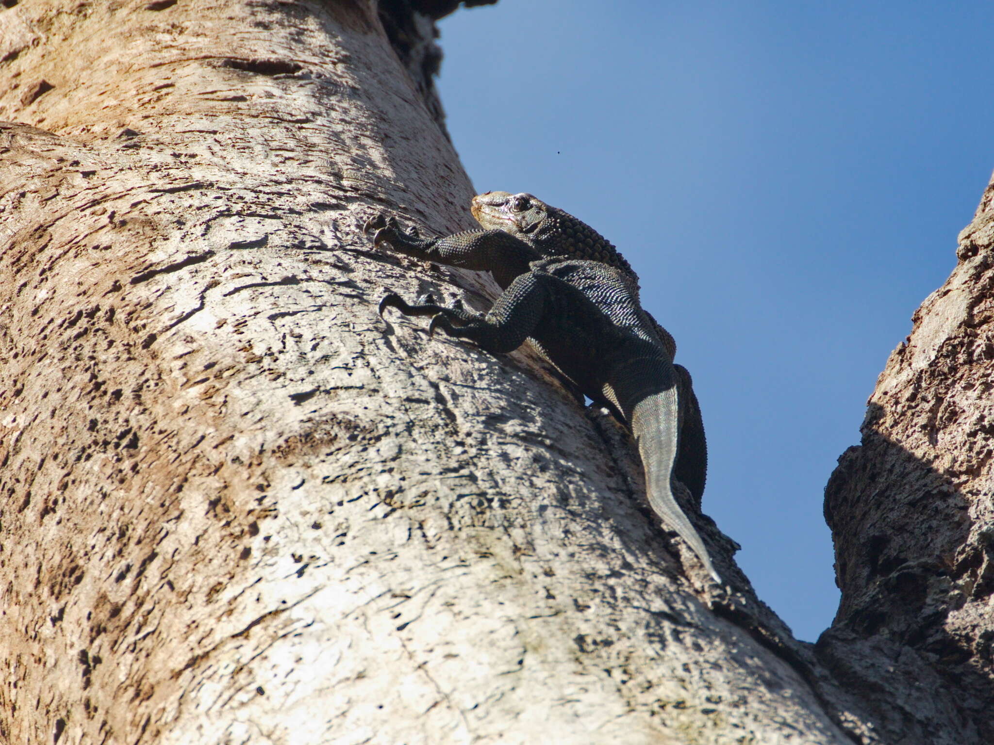 Image of Varanus rudicollis (Gray 1845)