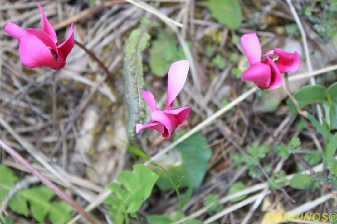 Image of Cyclamen rhodium subsp. vividum (Grey-Wilson) J. Compton & Culham