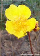 Imagem de Cochlospermum regium (Mart. & Schr.) Pilger