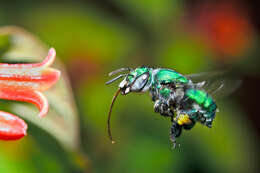 Image of orchid bee