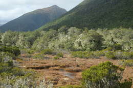 Image of Nothofagus solandri (Hook. fil.) Oerst.