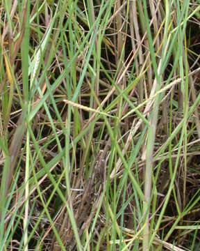 Image of Seashore paspalum