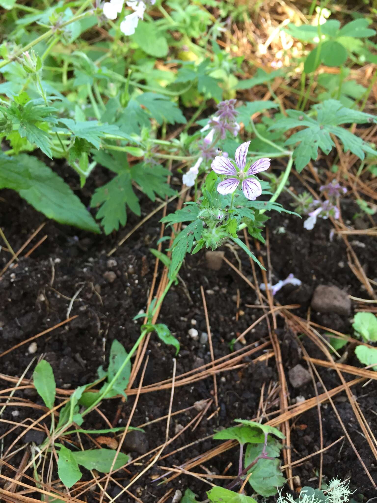 Imagem de Geranium seemannii Peyr.