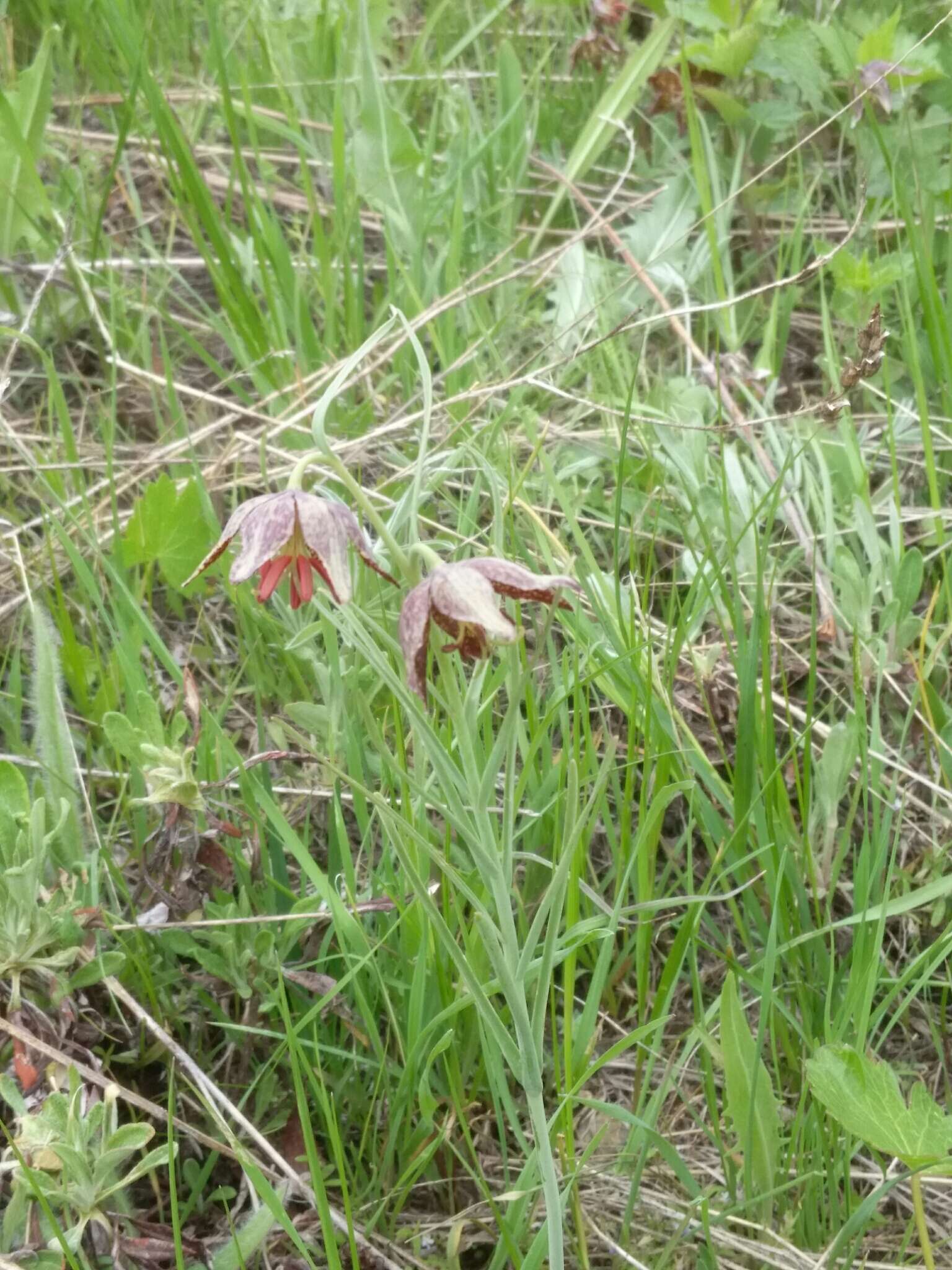 Image of spotted fritillary