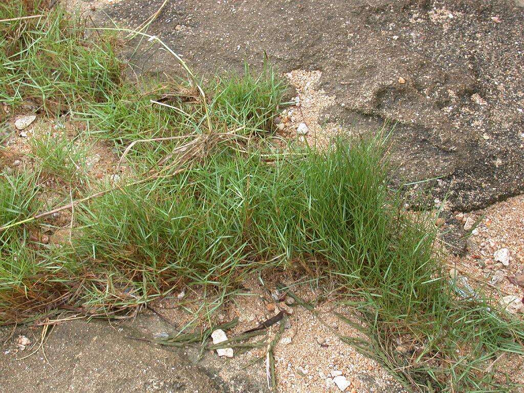 Image of Seashore paspalum