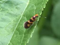 Imagem de Micropterix hartigi Heath 1981