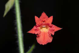 Image of Calanthe labrosa (Rchb. fil.) Rchb. fil.