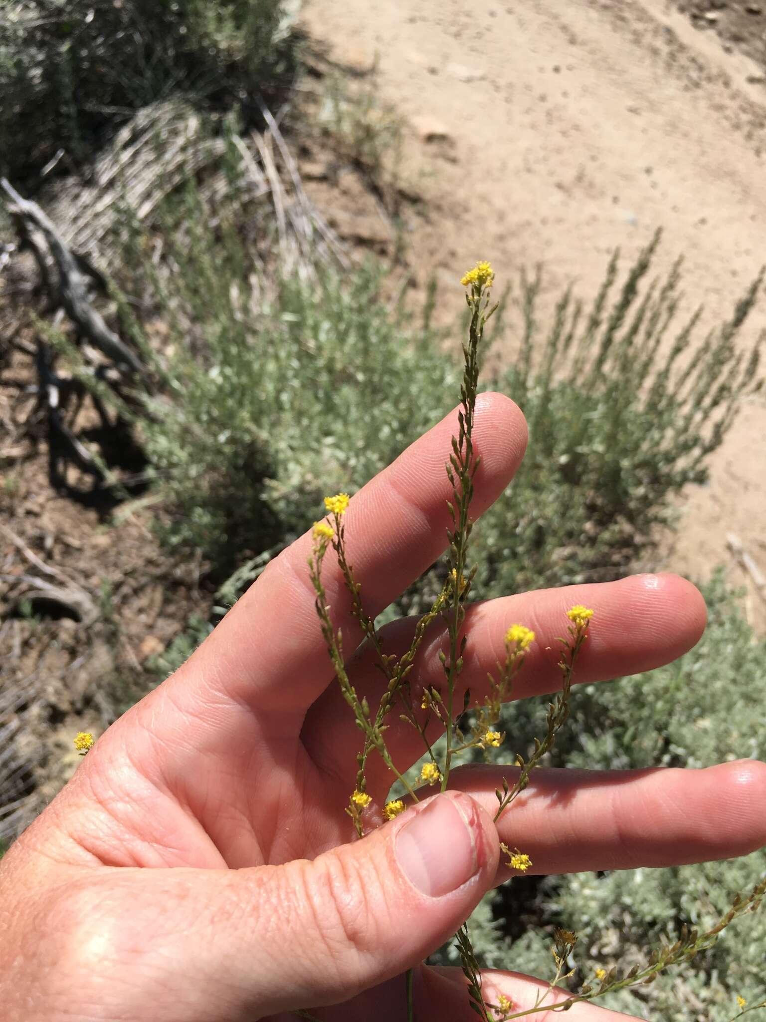 Image of California Tansy-mustard