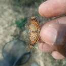 Image of Acraea acerata Hewitson 1874