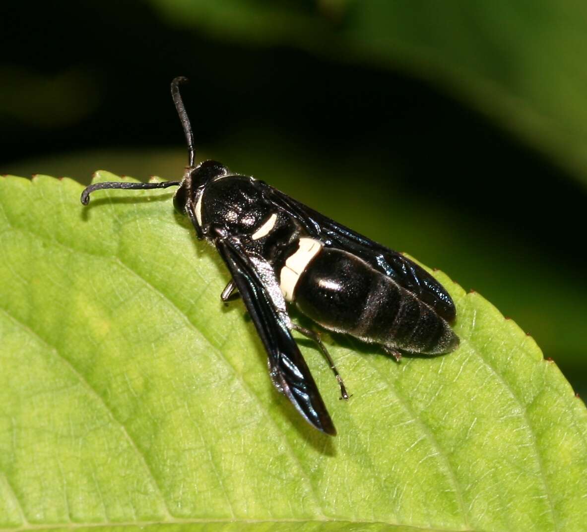 Image of Four-toothed Mason Wasp