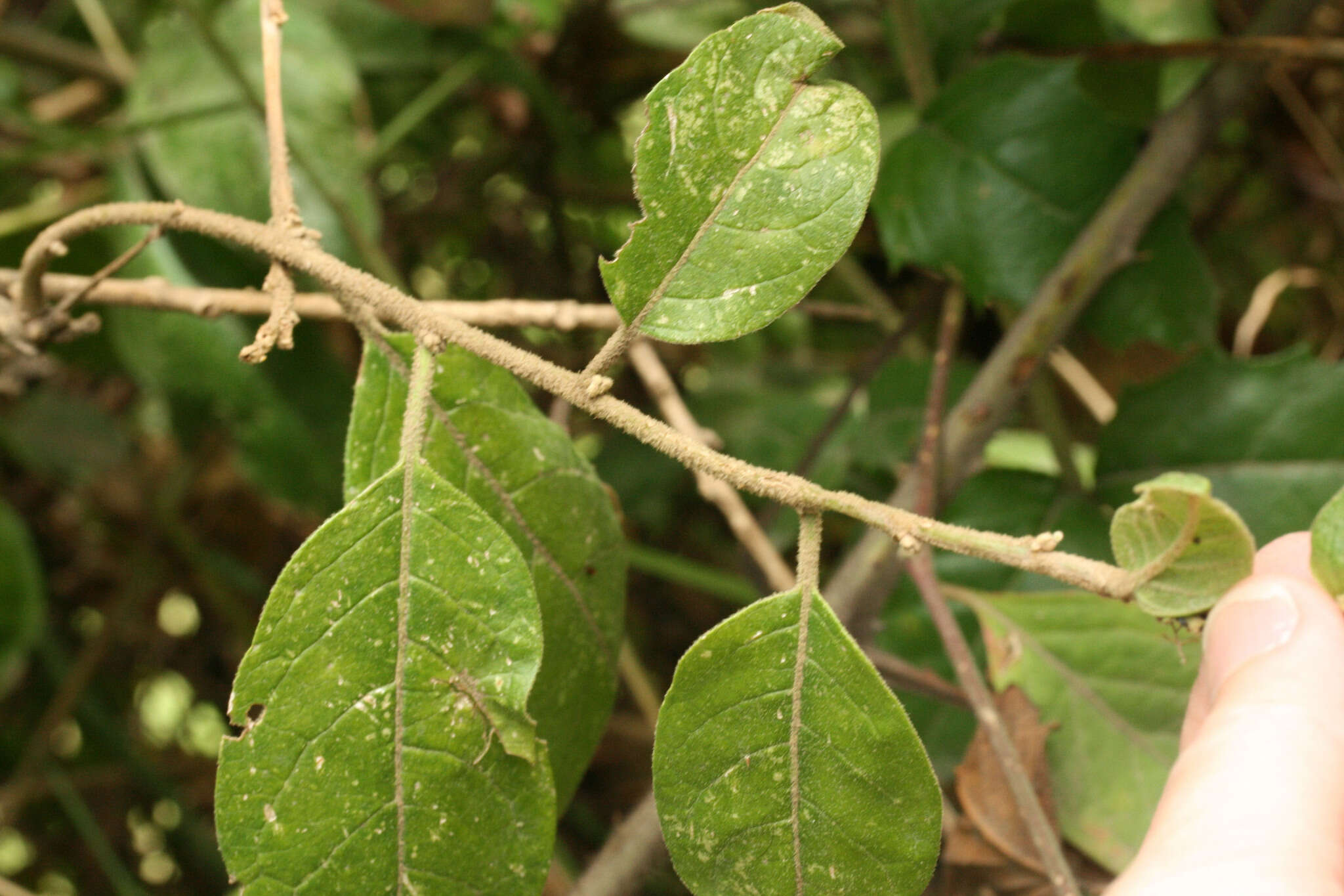 صورة Cestrum tomentosum L. fil.