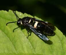 Image of Four-toothed Mason Wasp