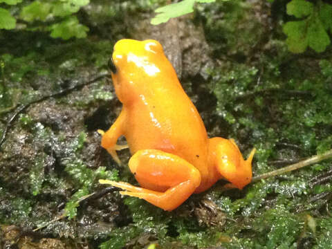 Image of Ginger Tree Frog