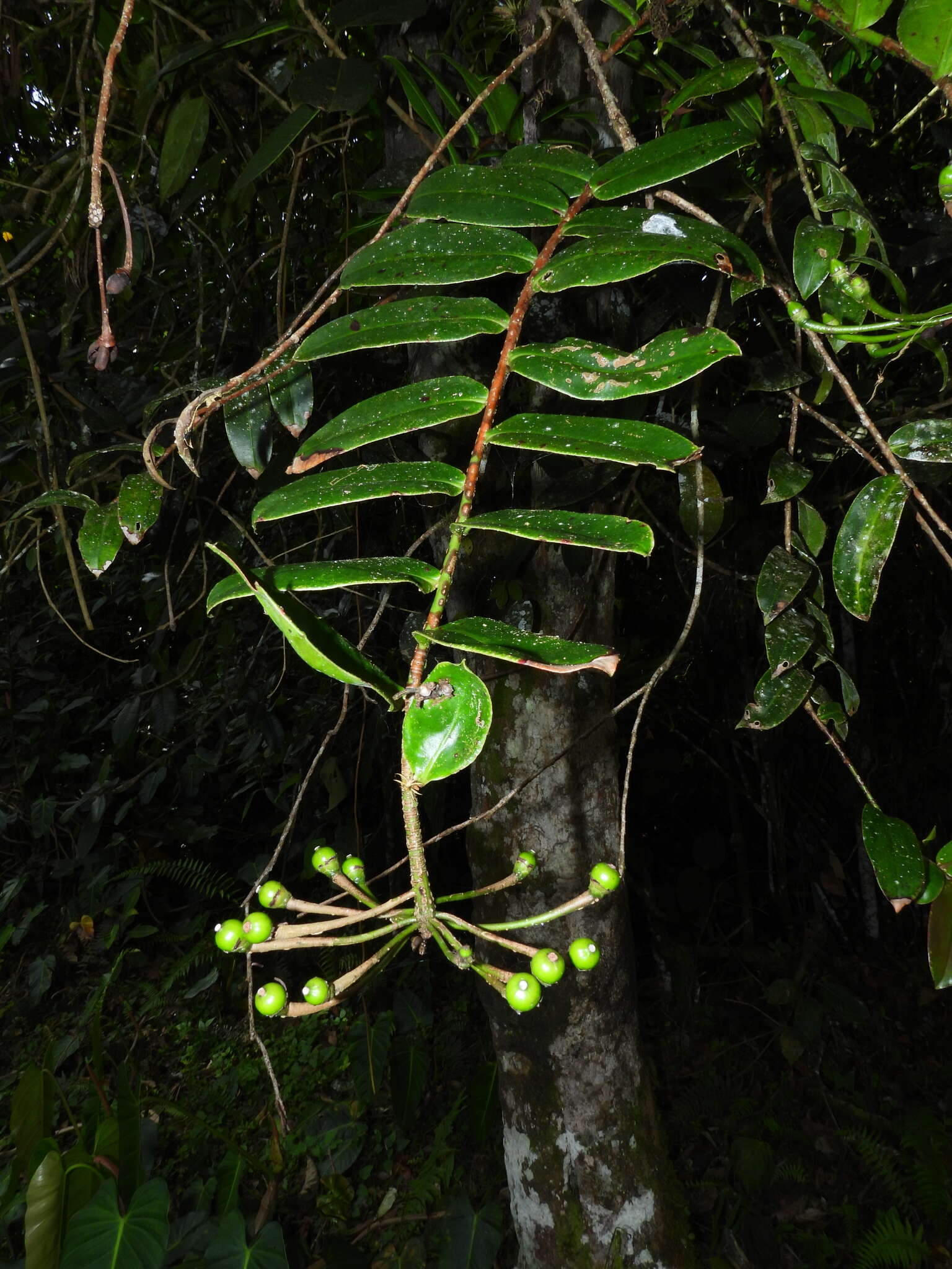 Image of Marcgravia brownei (Triana & Planch.) Krug & Urb.