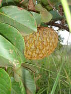 Image of Annona crassiflora Mart.
