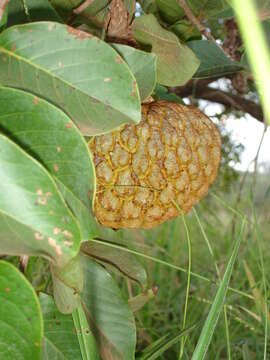 Image of Annona crassiflora Mart.